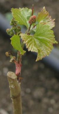 Planta