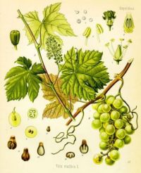 Características botánicas