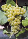 Chardonnay