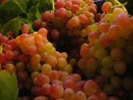 Uvas a secar